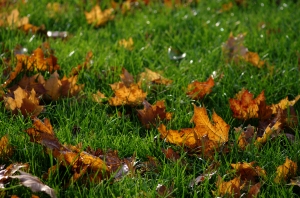 Leaves-on-lawn